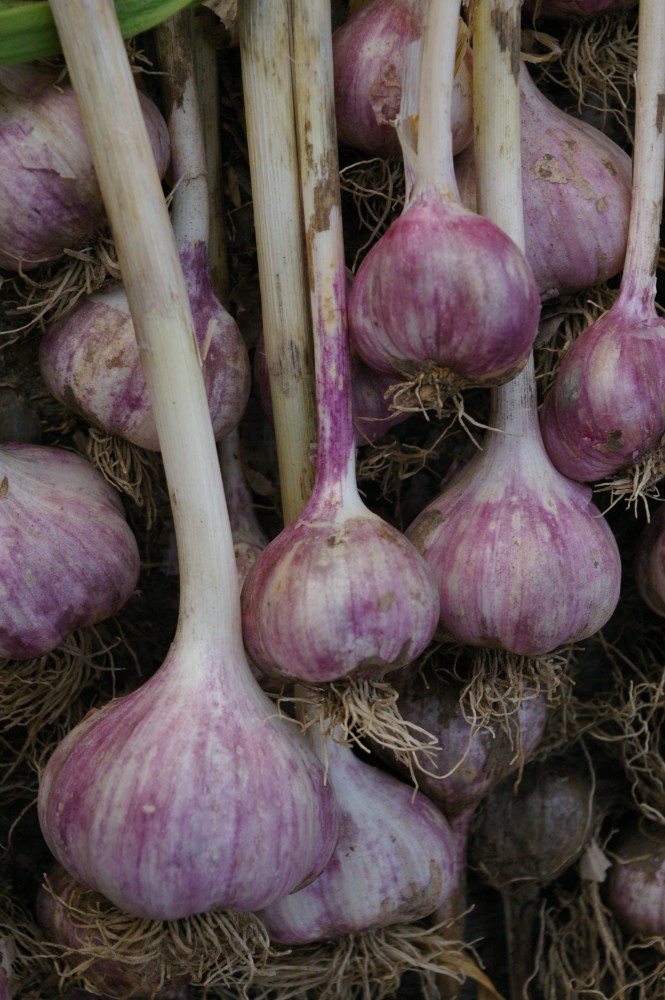 Heirloom garlic from the women of the Salmon River. Originally from Francis Zaunmiller Wisner.