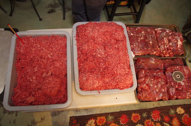 Elk and deer meat in two phases- ground & ready to be ground.